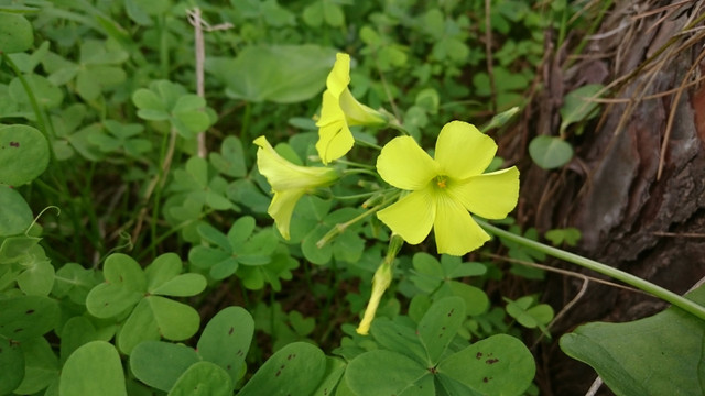 Searched for an abundant annual clover and found perennial, edible,  invasive bulp from across the mediterranean globe. WHAT!? - Oxalis  pes-caprae or Wood Sorrel.  Steemit