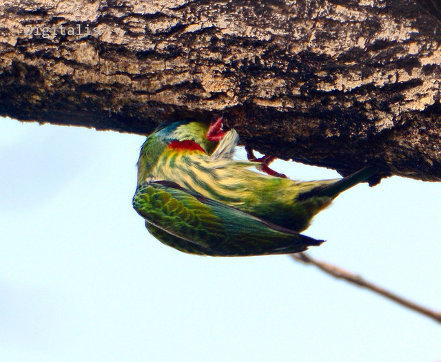 DSC_2903.JPG