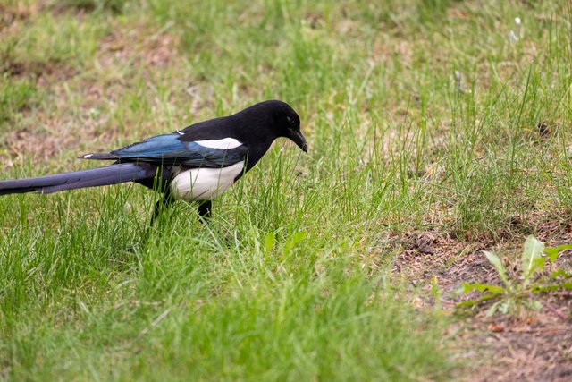 dsc_1914.jpg