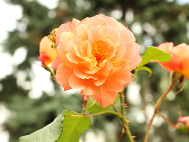 IMG_5150.JPG