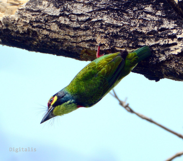 DSC_2933.JPG