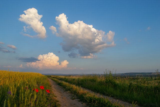 DSC_0096.jpg