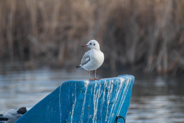 DSC_3470.jpg
