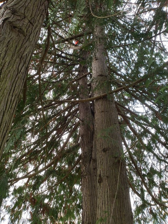 treeDisc.jpg