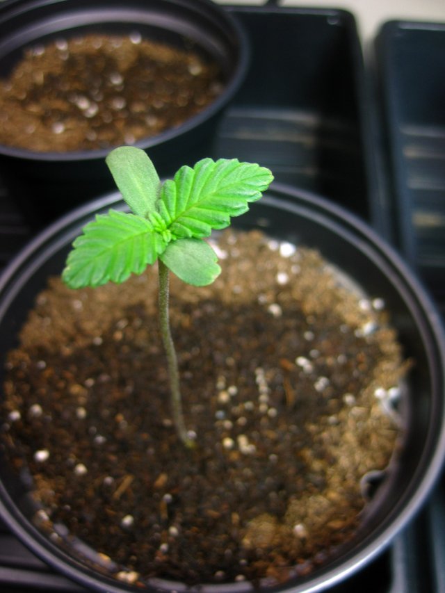 Can I fertilize my cannabis plants with poop from the lawn? — Steemit