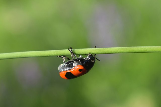 DSC_4388.jpg