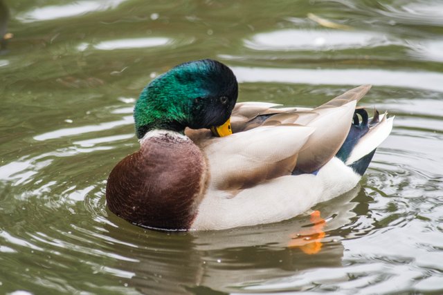 DSC_9653.jpg