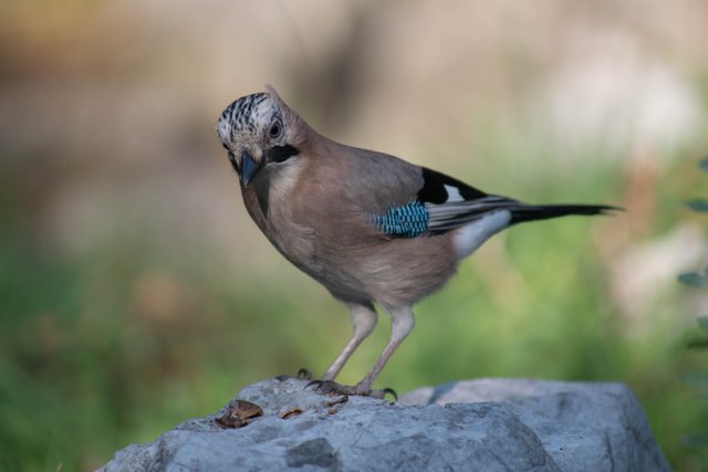 DSC_0083.jpg