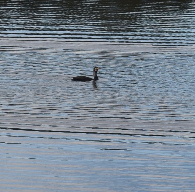 DSC_0095.jpg