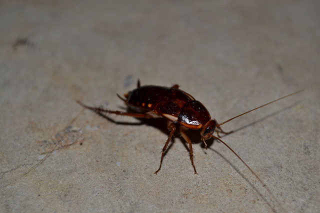 DSC_0069.JPG