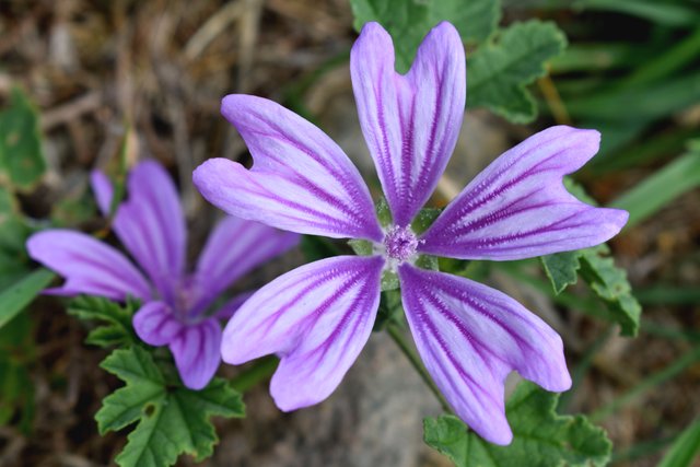 DSC_9656.jpg