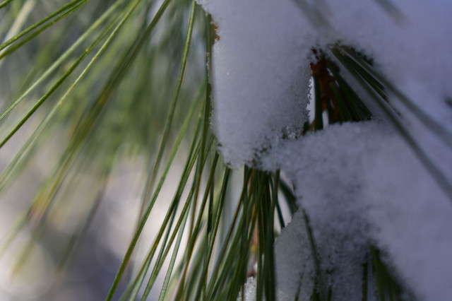 DSC_0022.JPG