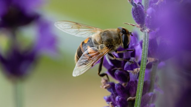 _DSC9132.jpg