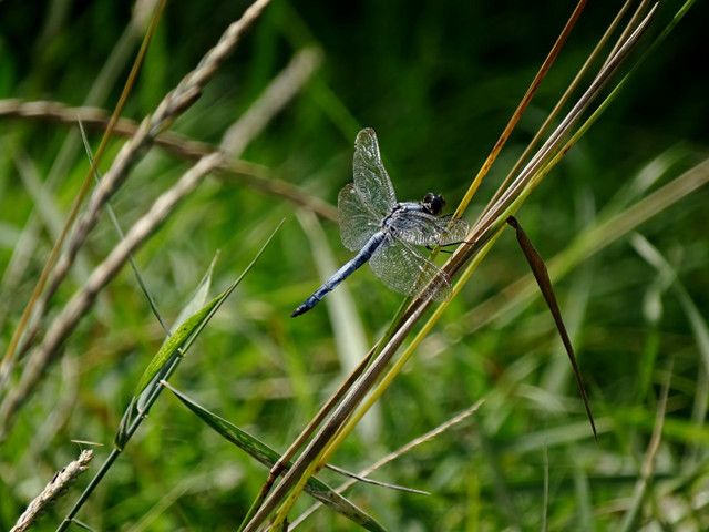 DSC08548.JPG