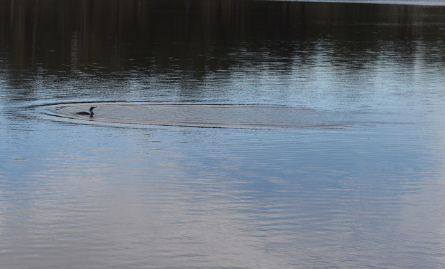 DSC_0091.jpg