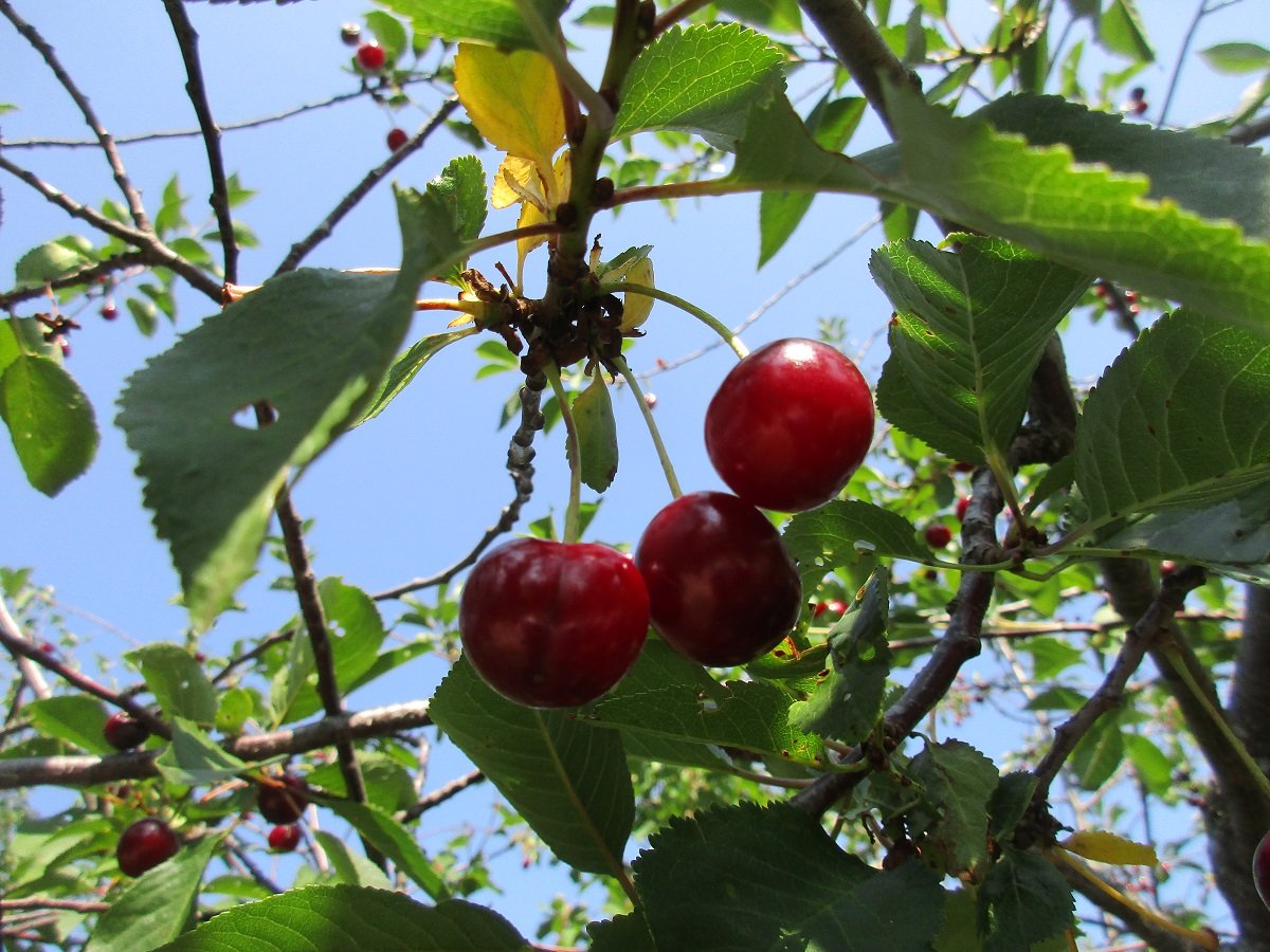 Вишня 2022. Вишня 2022. Вишня обыкновенная харитоновская. Вишня 2022. Cherry 2022.