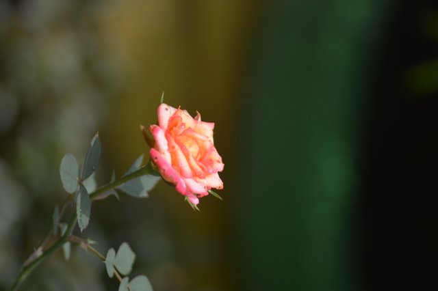 DSC_0059.JPG