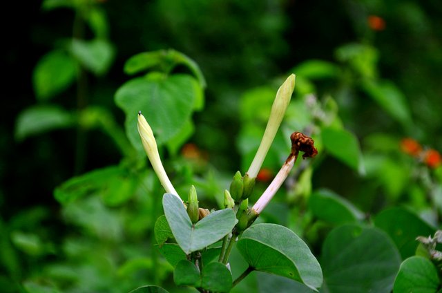 DSC_5602.jpg