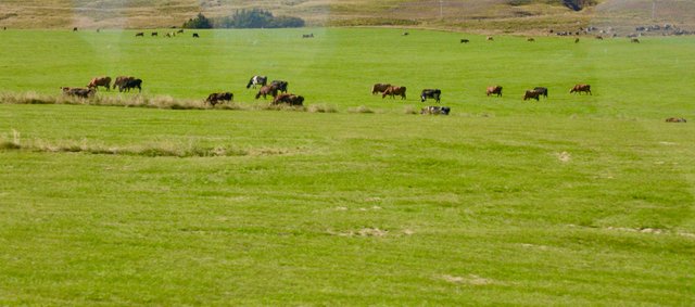 DSC_8274.jpg