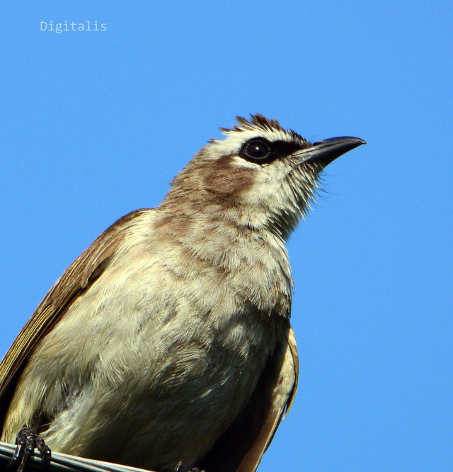 DSC_6341.JPG