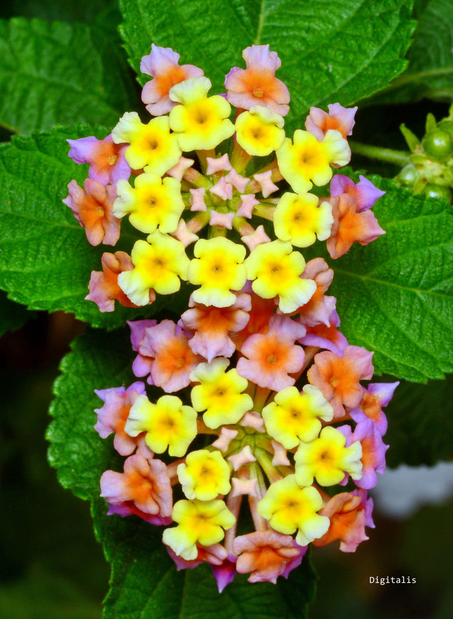 DSC_3665.JPG