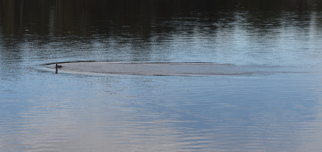 DSC_0090.jpg