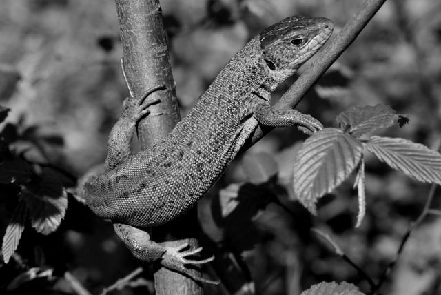 DSC_2318.jpg