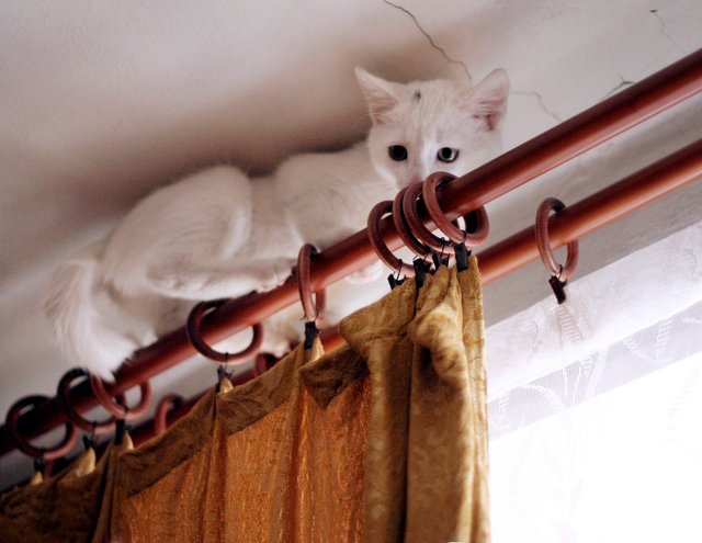 cat0303w.jpg