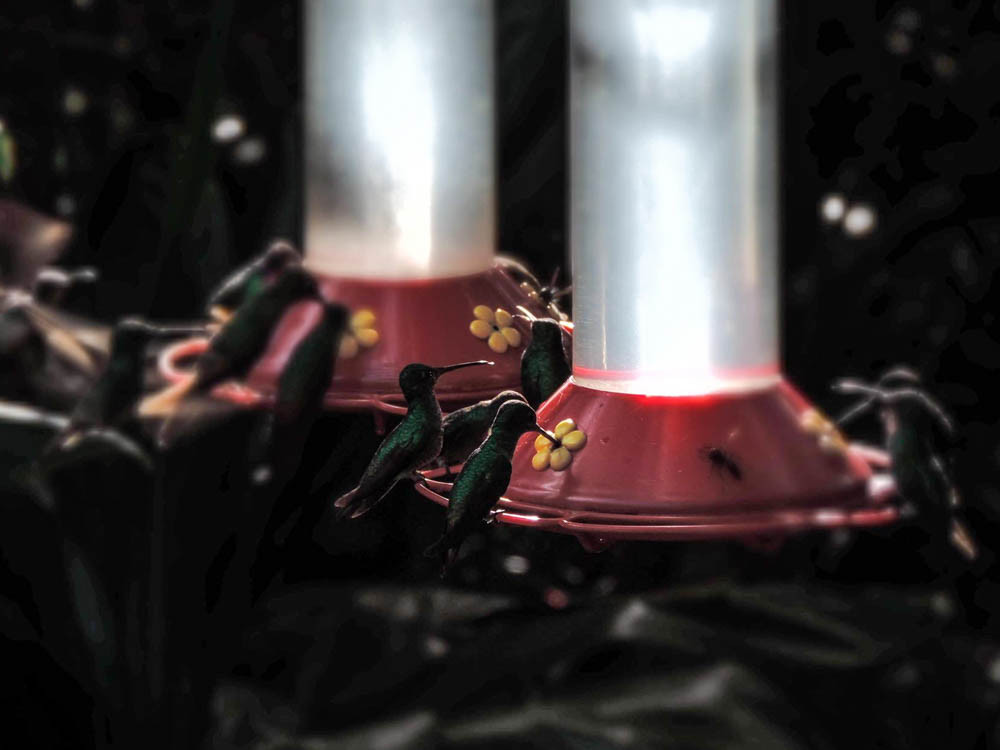 main_image