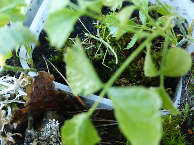 P1550188.JPG