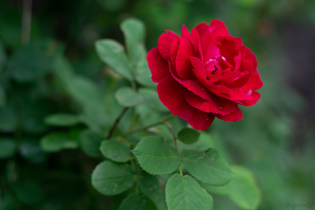 DSC_0020.jpg