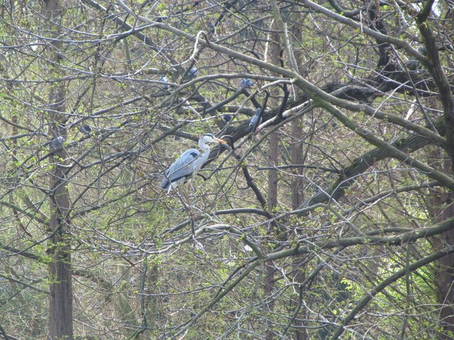 IMG_0980.JPG