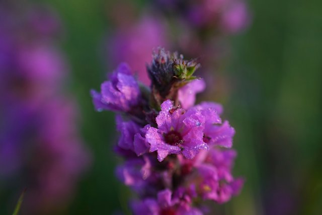 DSC02455.jpg