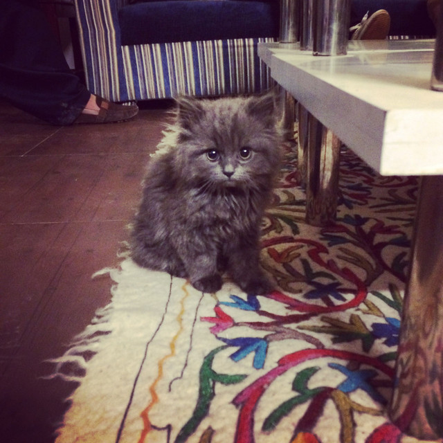 cats