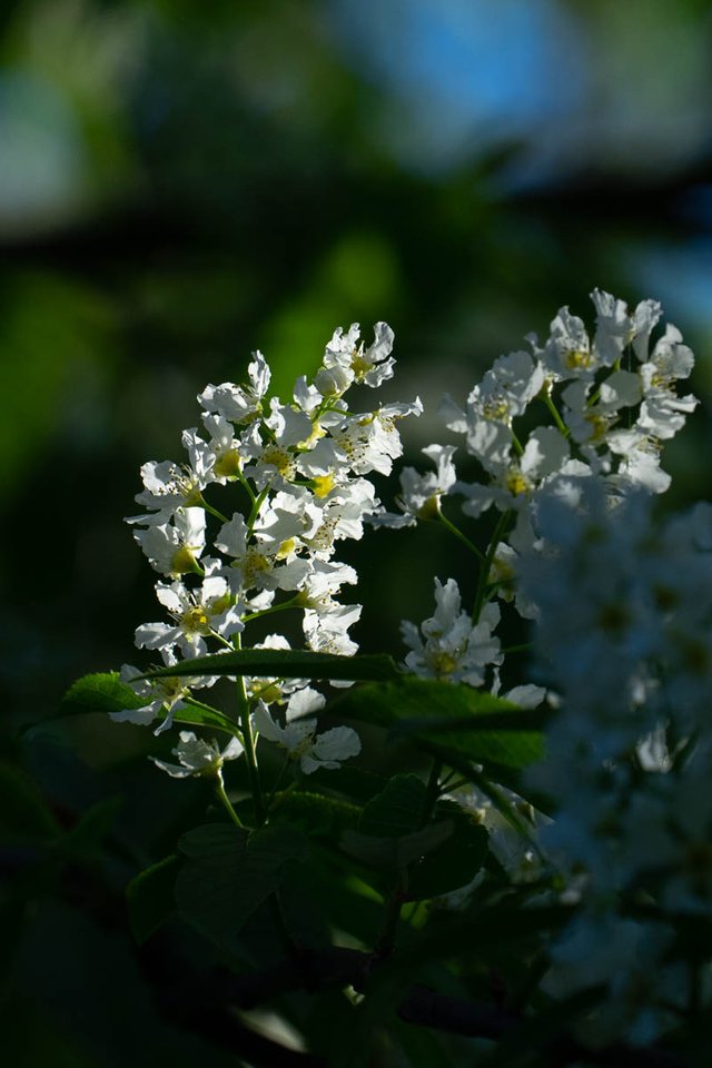 DSC03224.jpg