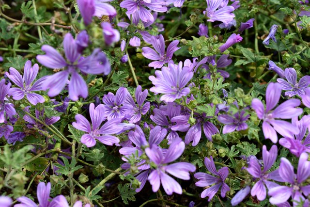 DSC_9661.jpg