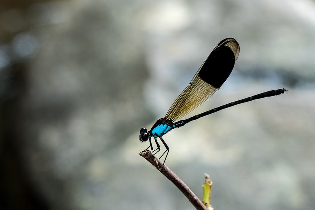 DSC03464.jpg