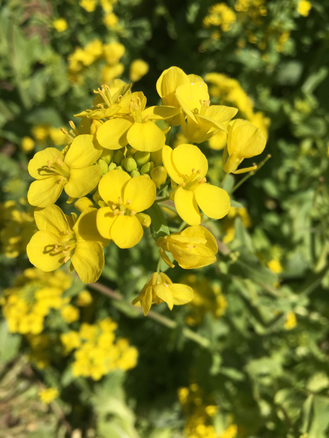 Nature photography- Yuchae flower — Steemit