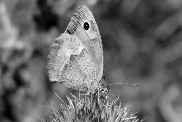 DSC_2032.jpg