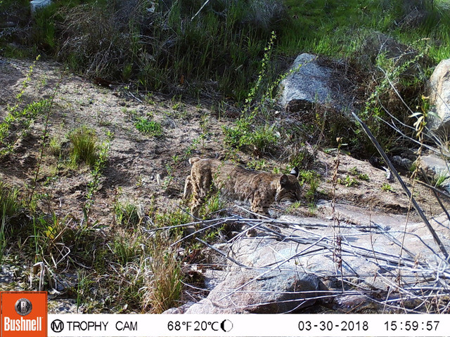 bobcat-2.JPG