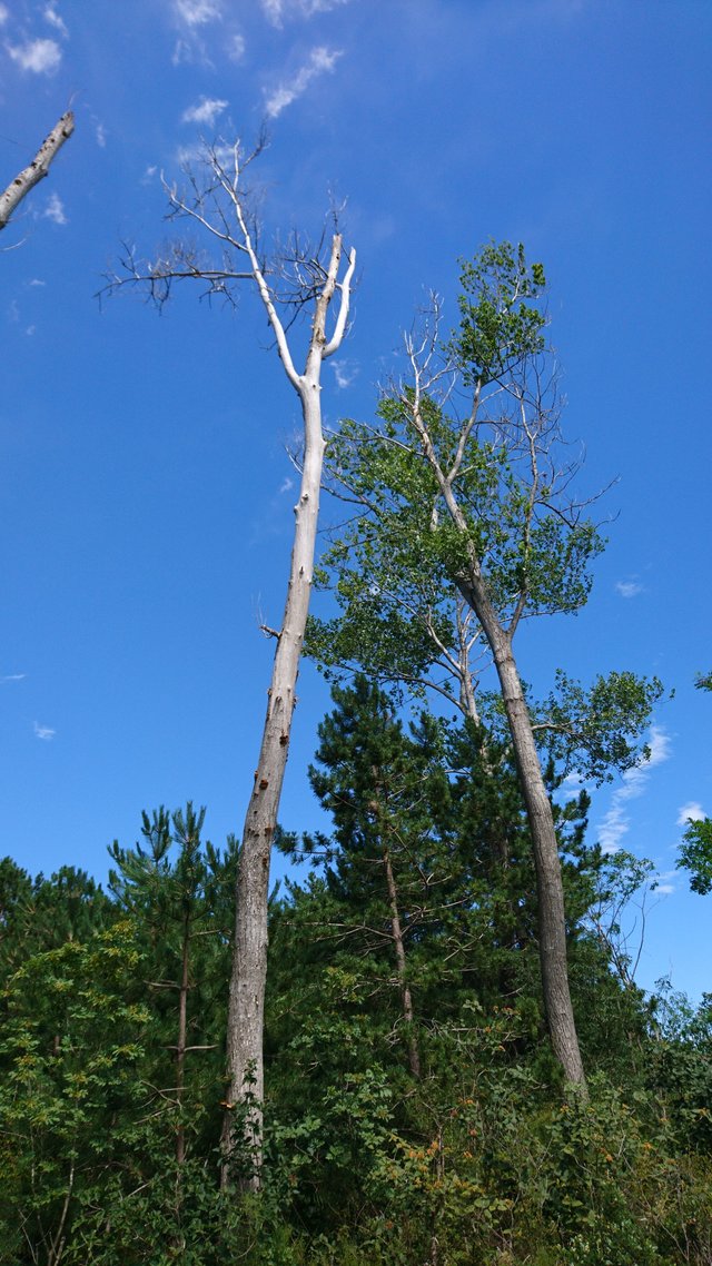 DSC_0375.JPG