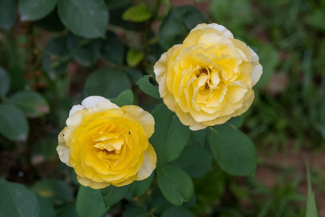 DSC_6109.jpg