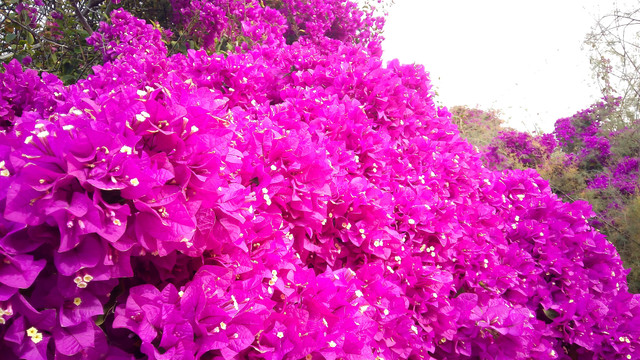 flowerss.jpg