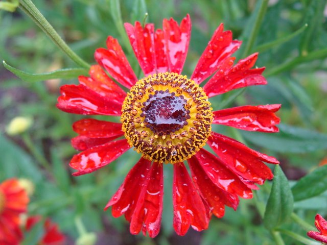 DSC07600.JPG