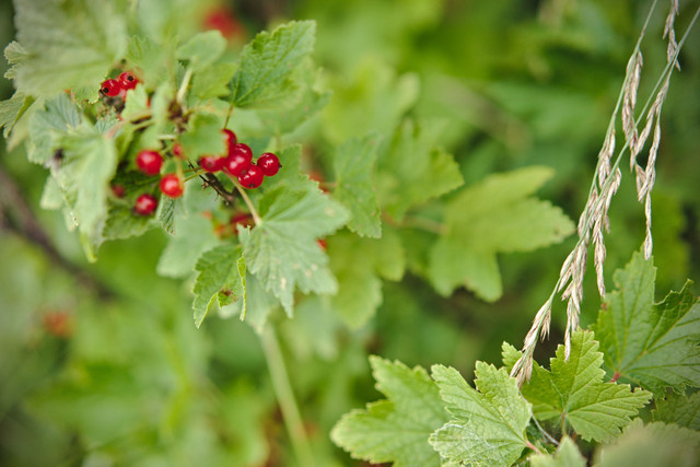 Red Berries