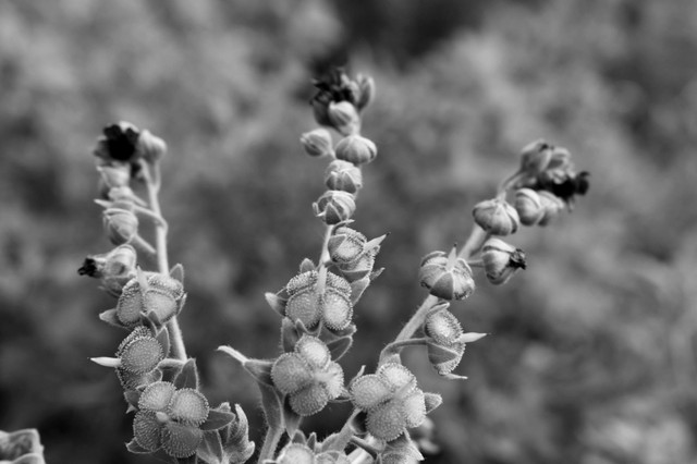 DSC_0498.jpg