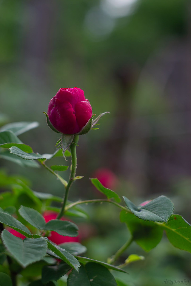 DSC_0011.jpg