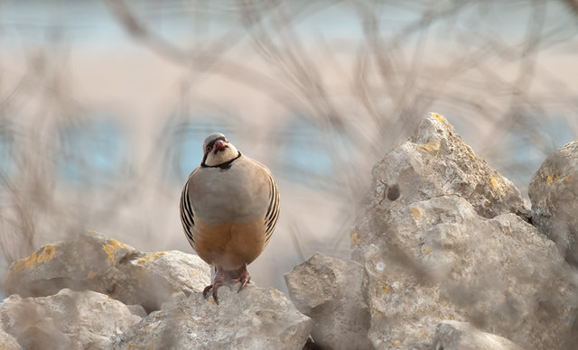 DSC_9441.jpg