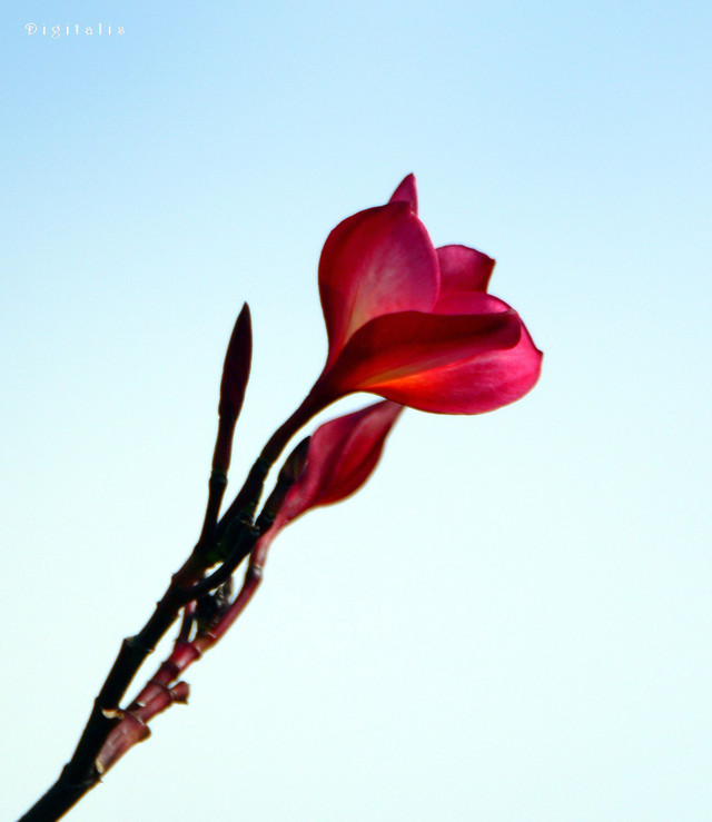 DSC_8393.JPG