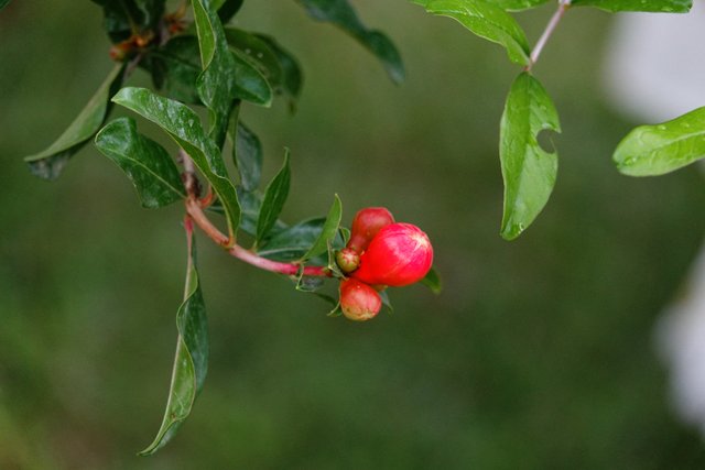 RX_01071.jpg